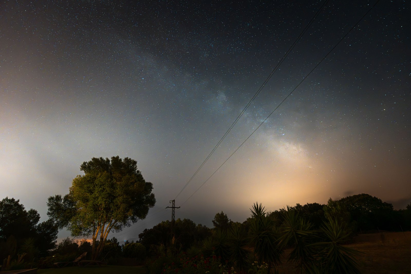 The Milky Way over a lone pine